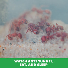 GeoSafari® Ant Factory™