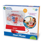 Pumping Heart Model