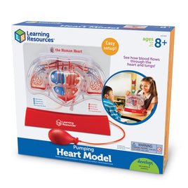 Pumping Heart Model