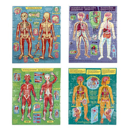 Human Anatomy 4-Puzzle 48 Piece Set