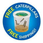 Butterfly Garden Home School Edition