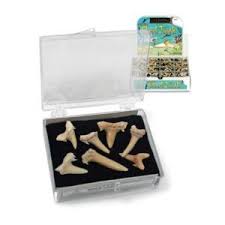 Shark Teeth - GeoCentral