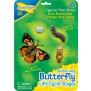 Butterfly Life Cycle Stages