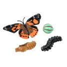 Butterfly Life Cycle Stages
