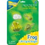 Frog Life Cycle Stages