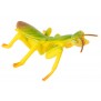 Praying Mantis Life Cycle Stages