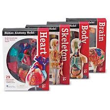 Human Anatomy Models Bundle (Set of 4 Models)