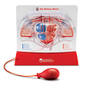 Pumping Heart Model