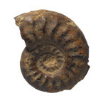 Fossils Collection