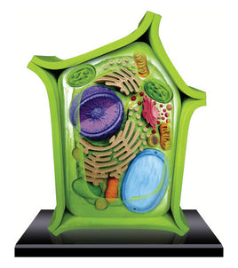4D Science Plant Cell Model