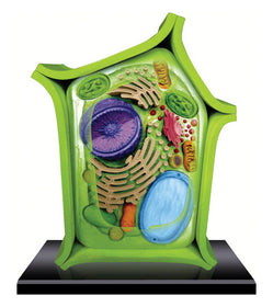 4D Science Plant Cell Model