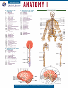 Anatomy I - REA's Quick Access Reference Chart