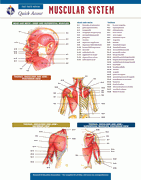 Muscular System - REA's Quick Access Reference Chart