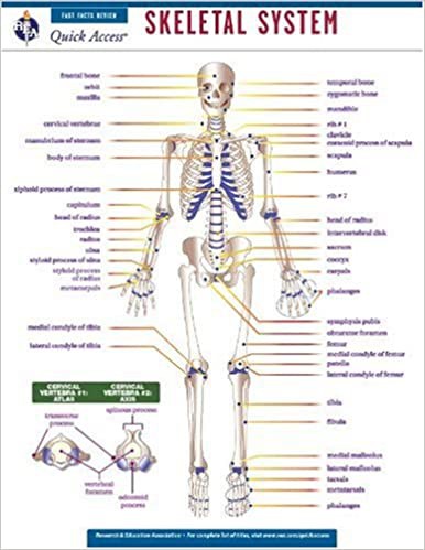 Skeletal System - REA's Quick Access Reference Chart