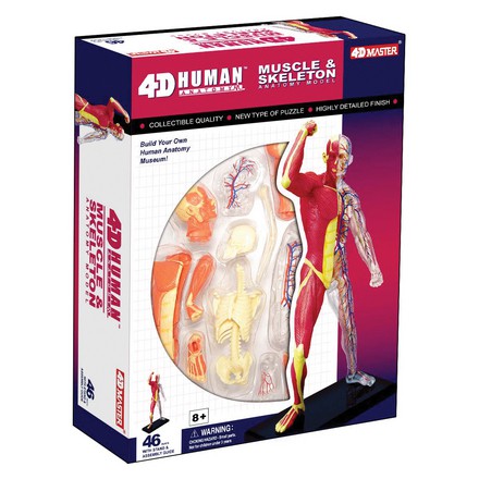 4D Human Anatomy Muscle and Skeleton Model