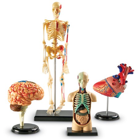 Human Anatomy Models Bundle (Set of 4 Models)