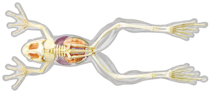 4D Full Skeleton Frog Anatomy Model