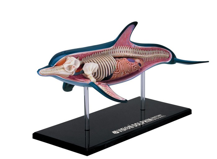 4D Vision Dolphin Anatomy Model