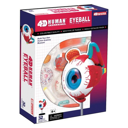 4D Anatomy Eyeball Model