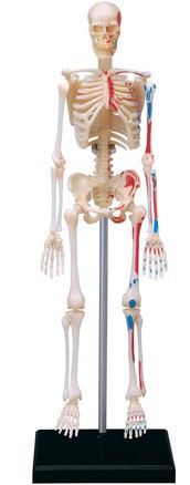 4D Human Skeleton Kit