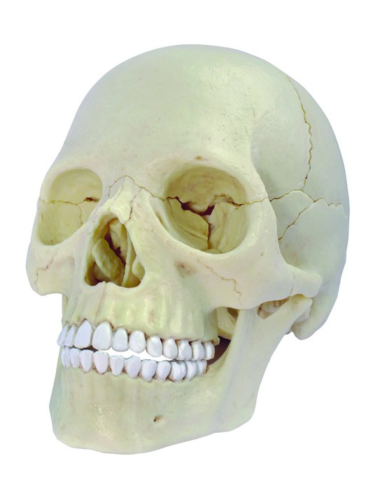 4D Exploded Human Skull Kit