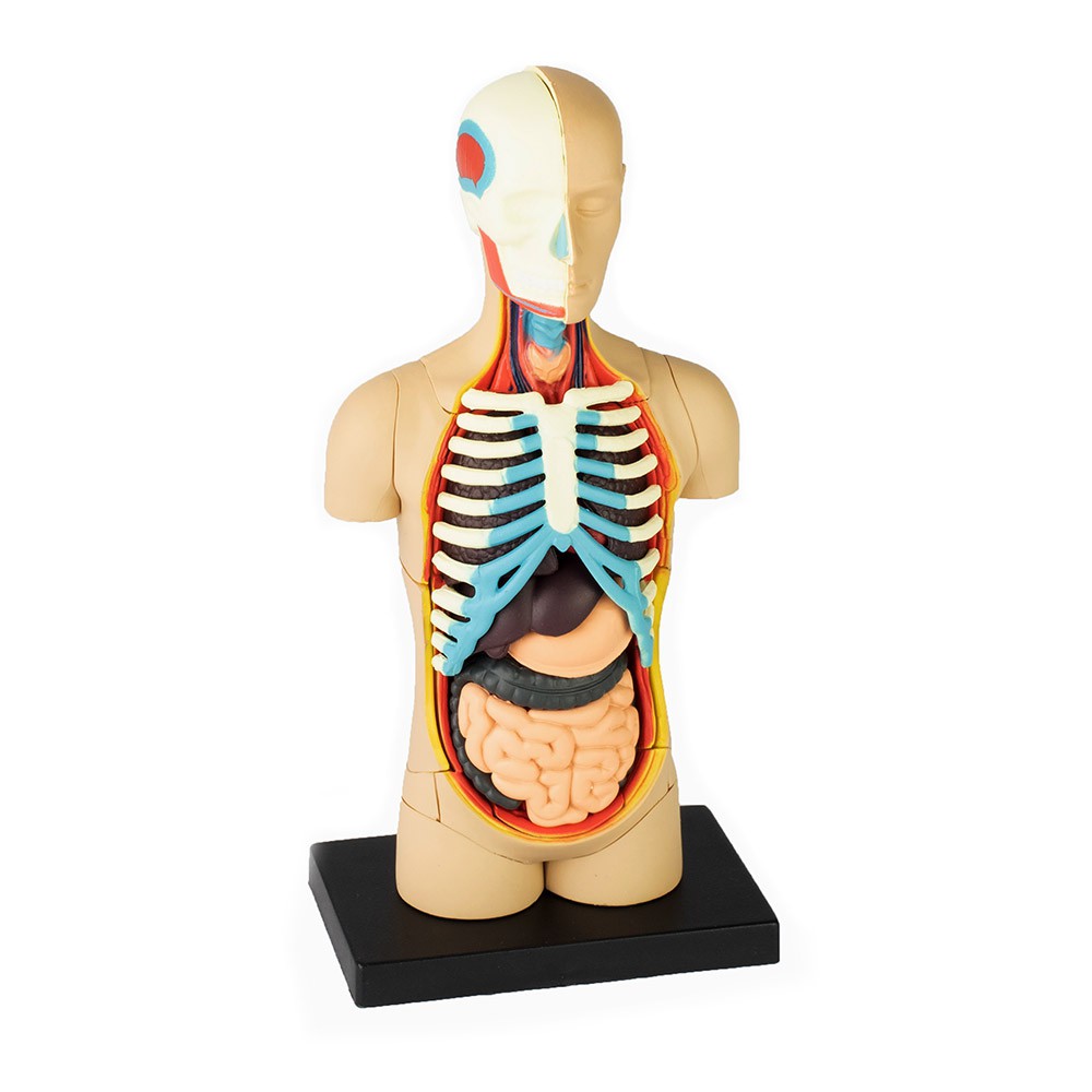 4D Human Anatomy Torso Model