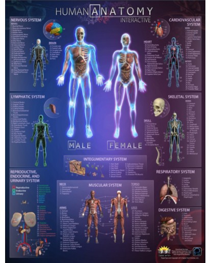 Human Anatomy Interactive Wall Chart with Free App