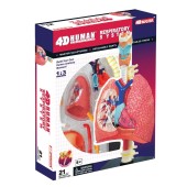 4D Respiratory System