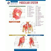 Muscular System - REA's Quick Access Reference Chart
