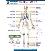 Skeletal System - REA's Quick Access Reference Chart