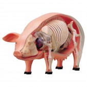 4D Pig Model