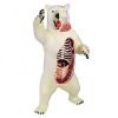 4D Vision Polar Bear Anatomy Model