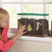 See-Through Compost Container - Educational Insights