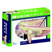 4D Vision Orca Anatomy Model